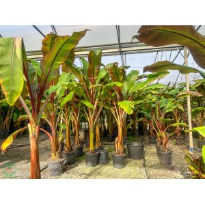  Banánovník habešský (Ensete ventricosum) ´MAURELII´ - výška 180-200 cm, kont. C30L (-5°C)